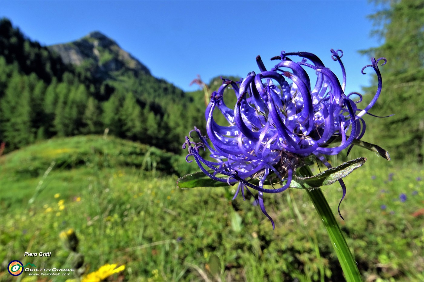 10 Bel raperonzolo con vista verso il Pizzo Vescovo.JPG -                                